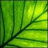 Leaf